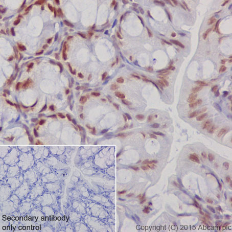 Immunohistochemistry (Formalin/PFA-fixed paraffin-embedded sections) - Anti-KAT7 / Hbo1 / MYST2 antibody [EPR18473] - BSA and Azide free (AB240315), expandable thumbnail