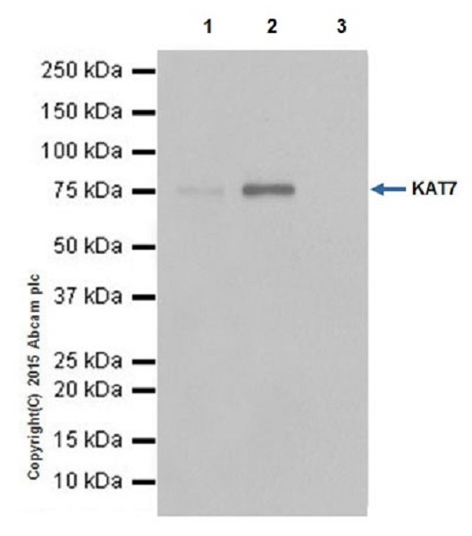Immunoprecipitation - Anti-KAT7 / Hbo1 / MYST2 antibody [EPR18473] - BSA and Azide free (AB240315), expandable thumbnail