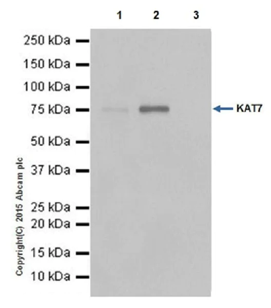 Immunoprecipitation - Anti-KAT7 / Hbo1 / MYST2 antibody [EPR18473] - BSA and Azide free (AB240315)