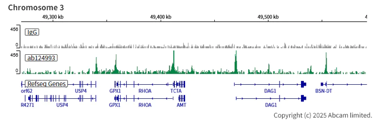 ChIC/CUT&RUN sequencing - Anti-KAT7 / Hbo1 / MYST2 antibody [EPR7194(B)] (AB124993)