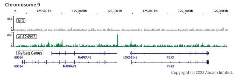 ChIC/CUT&RUN sequencing - Anti-KAT7 / Hbo1 / MYST2 antibody [EPR7194(B)] (AB124993)