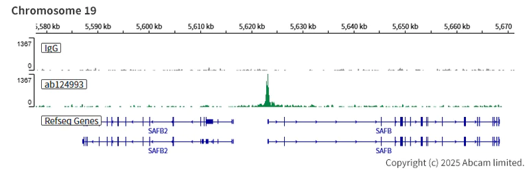 ChIC/CUT&RUN sequencing - Anti-KAT7 / Hbo1 / MYST2 antibody [EPR7194(B)] (AB124993)