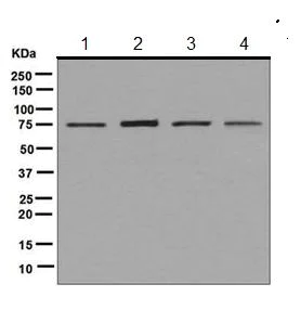 Western blot - Anti-KAT7 / Hbo1 / MYST2 antibody [EPR7194(B)] - BSA and Azide free (AB248087)
