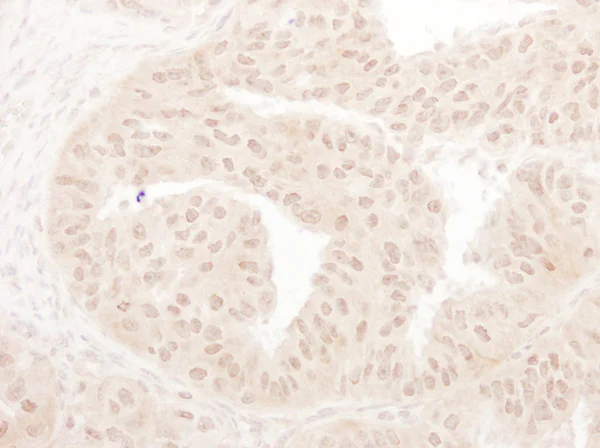 Immunohistochemistry (Formalin/PFA-fixed paraffin-embedded sections) - Anti-KAT8 / MYST1 / MOF antibody (AB72056)