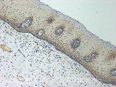 Immunohistochemistry (Formalin/PFA-fixed paraffin-embedded sections) - Anti-KAT8 / MYST1 / MOF antibody (AB72056), expandable thumbnail