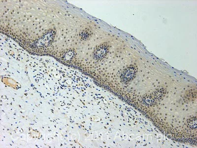 Immunohistochemistry (Formalin/PFA-fixed paraffin-embedded sections) - Anti-KAT8 / MYST1 / MOF antibody (AB72056)