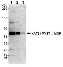 Western blot - Anti-KAT8 / MYST1 / MOF antibody (AB72056)