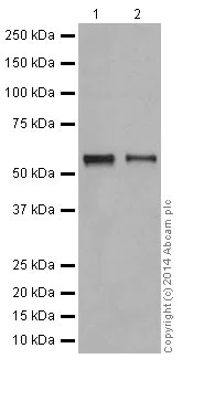 Western blot - Anti-KAT8 / MYST1 / MOF antibody [EPR15803] (AB200660)