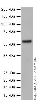 Western blot - Anti-KAT8 / MYST1 / MOF antibody [EPR15803] (AB200660)