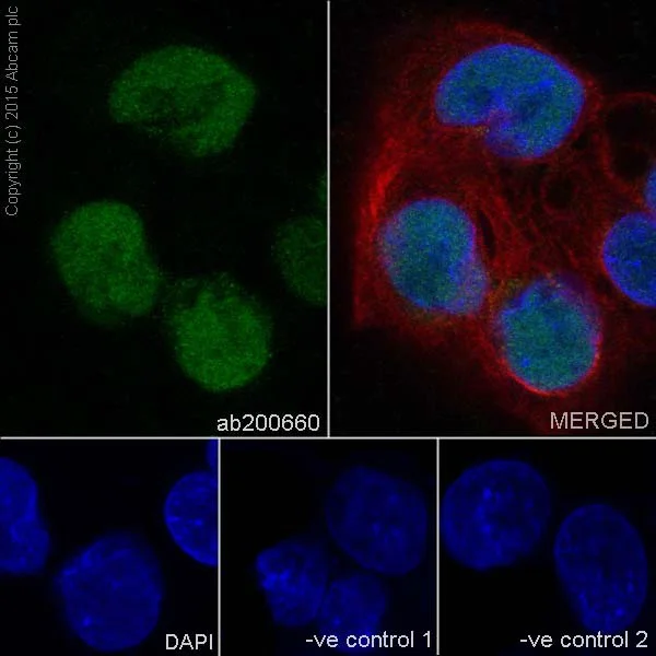 Immunocytochemistry/ Immunofluorescence - Anti-KAT8 / MYST1 / MOF antibody [EPR15803] - BSA and Azide free (AB240355)