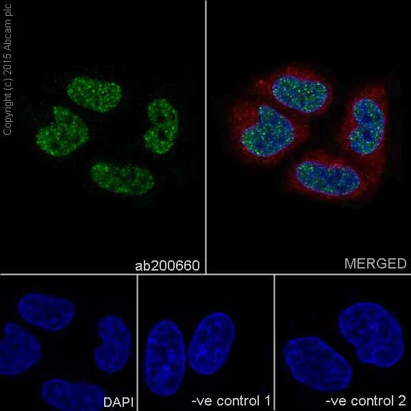 Immunocytochemistry/ Immunofluorescence - Anti-KAT8 / MYST1 / MOF antibody [EPR15803] - BSA and Azide free (AB240355)