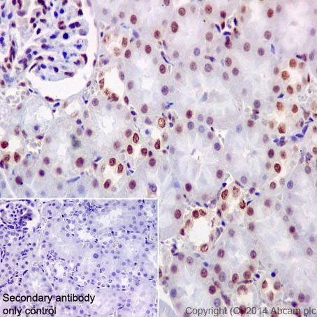 Immunohistochemistry (Formalin/PFA-fixed paraffin-embedded sections) - Anti-KAT8 / MYST1 / MOF antibody [EPR15803] - BSA and Azide free (AB240355)