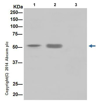 Immunoprecipitation - Anti-KAT8 / MYST1 / MOF antibody [EPR15803] - BSA and Azide free (AB240355)