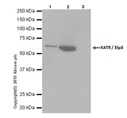 Immunoprecipitation - Anti-KAT9 / Elp3 antibody [EPR18472] - BSA and Azide free (AB251047)