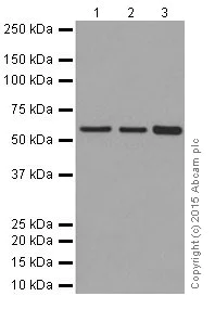 Western blot - Anti-KAT9 / Elp3 antibody [EPR18472] - BSA and Azide free (AB251047)