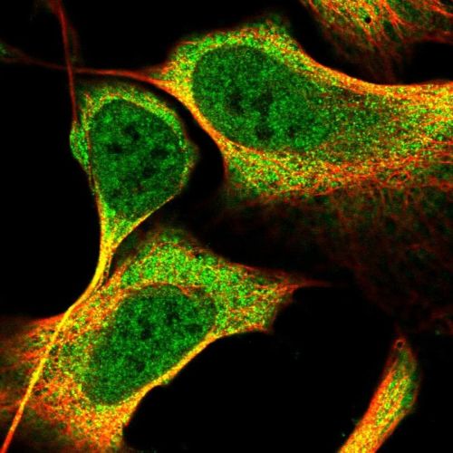 Immunocytochemistry/ Immunofluorescence - Anti-Kazrin antibody (AB244447)