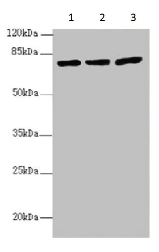 Western blot - Anti-KBTBD7 antibody (AB230126)