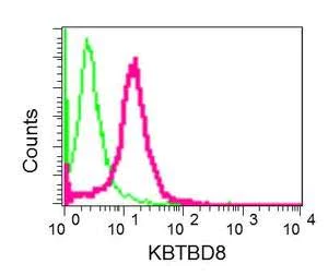Flow Cytometry (Intracellular) - Anti-KBTBD8 antibody [EPR10698(B)] (AB154189)