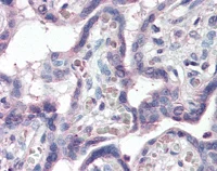 Immunohistochemistry (Formalin/PFA-fixed paraffin-embedded sections) - Anti-KCC1 antibody (AB115607)