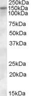 Western blot - Anti-KCC1 antibody (AB115607)