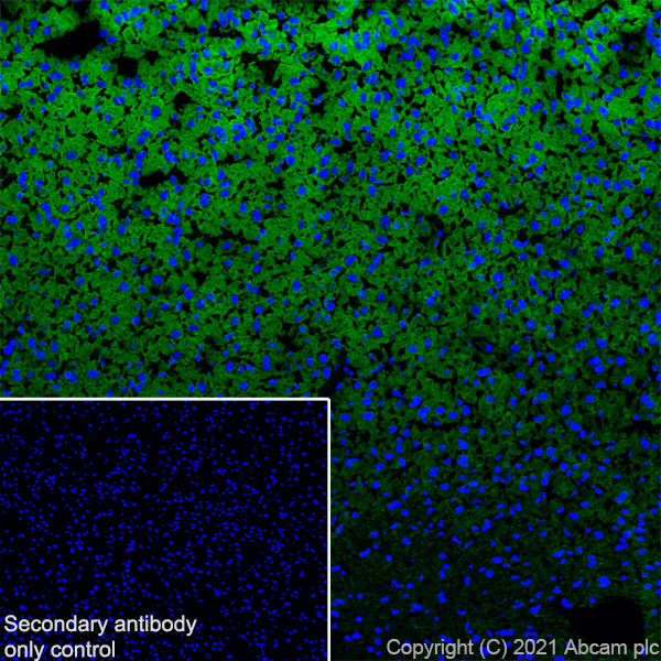 Immunohistochemistry (Frozen sections) - Anti-KCC2 antibody [EPR24203-85] (AB259969)