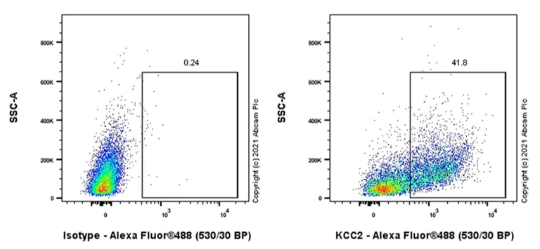 Flow Cytometry (Intracellular) - Anti-KCC2 antibody [EPR24203-85] - BSA and Azide free (AB283588)