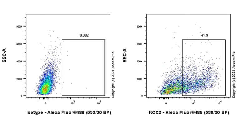 Flow Cytometry (Intracellular) - Anti-KCC2 antibody [EPR24203-85] - BSA and Azide free (AB283588)