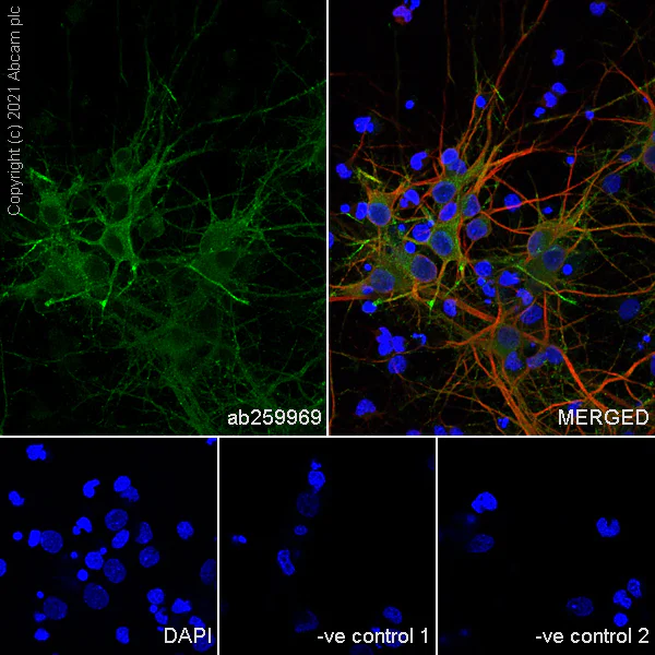 Immunocytochemistry/ Immunofluorescence - Anti-KCC2 antibody [EPR24203-85] - BSA and Azide free (AB283588)