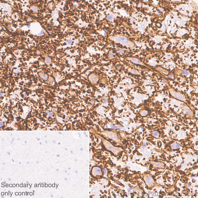 Immunohistochemistry (Formalin/PFA-fixed paraffin-embedded sections) - Anti-KCC2 antibody [EPR24203-85] - BSA and Azide free (AB283588)