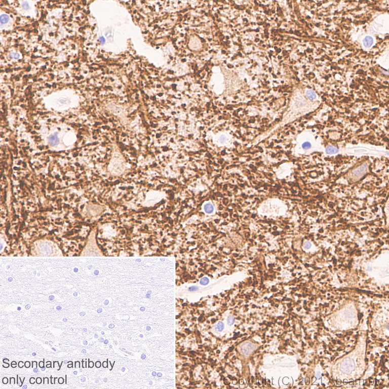 Immunohistochemistry (Formalin/PFA-fixed paraffin-embedded sections) - Anti-KCC2 antibody [EPR24203-85] - BSA and Azide free (AB283588)