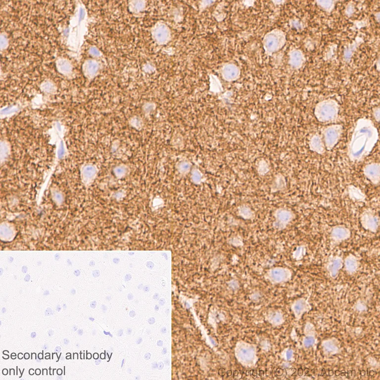 Immunohistochemistry (Formalin/PFA-fixed paraffin-embedded sections) - Anti-KCC2 antibody [EPR24203-85] - BSA and Azide free (AB283588)