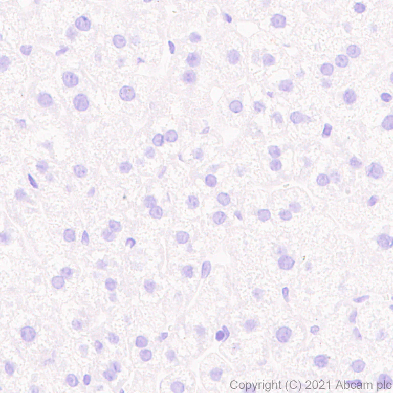 Immunohistochemistry (Formalin/PFA-fixed paraffin-embedded sections) - Anti-KCC2 antibody [EPR24203-85] - BSA and Azide free (AB283588)