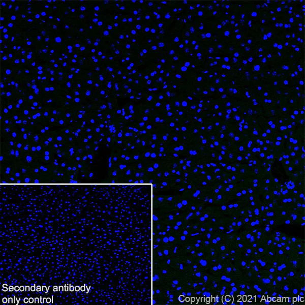 Immunohistochemistry (Frozen sections) - Anti-KCC2 antibody [EPR24203-85] - BSA and Azide free (AB283588)