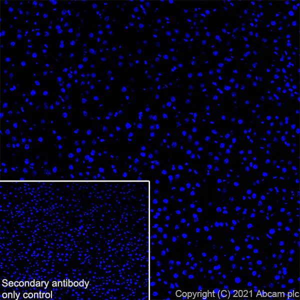 Immunohistochemistry (Frozen sections) - Anti-KCC2 antibody [EPR24203-85] - BSA and Azide free (AB283588)