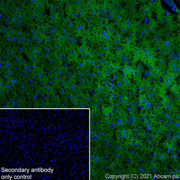 Immunohistochemistry (Frozen sections) - Anti-KCC2 antibody [EPR24203-85] - BSA and Azide free (AB283588)