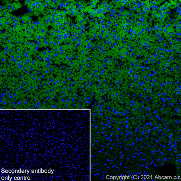 Immunohistochemistry (Frozen sections) - Anti-KCC2 antibody [EPR24203-85] - BSA and Azide free (AB283588)