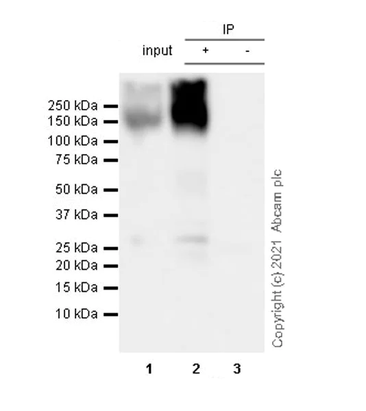 Immunoprecipitation - Anti-KCC2 antibody [EPR24203-85] - BSA and Azide free (AB283588)