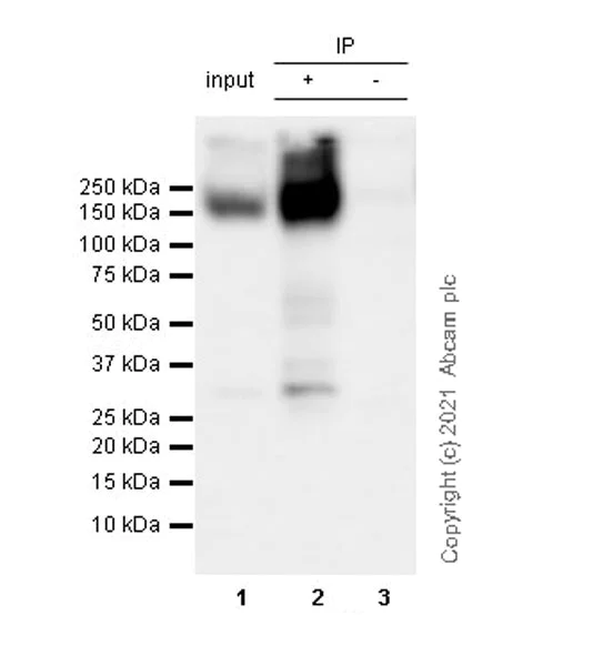 Immunoprecipitation - Anti-KCC2 antibody [EPR24203-85] - BSA and Azide free (AB283588)