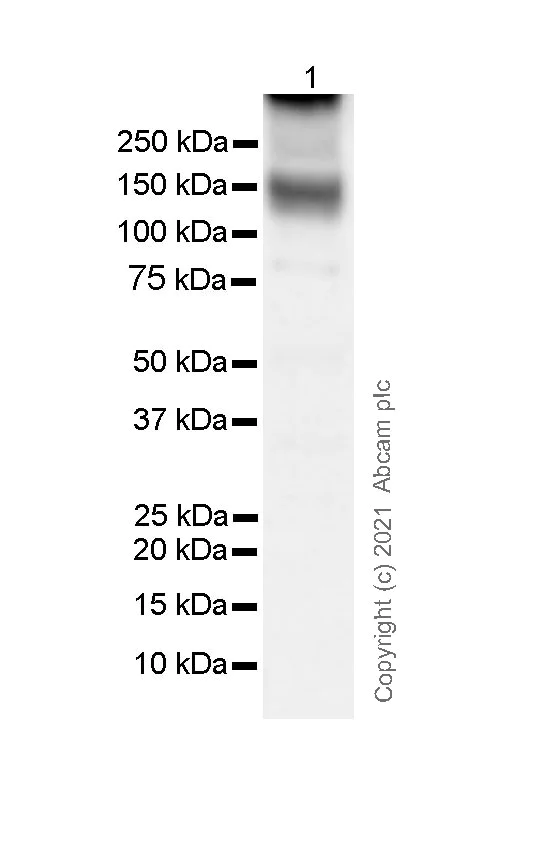 Western blot - Anti-KCC2 antibody [EPR24203-85] - BSA and Azide free (AB283588)
