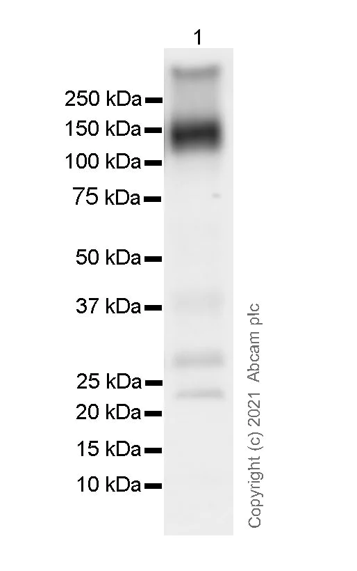 Western blot - Anti-KCC2 antibody [EPR24203-85] - BSA and Azide free (AB283588)