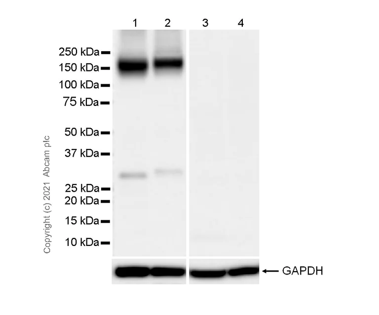 Western blot - Anti-KCC2 antibody [EPR24203-85] - BSA and Azide free (AB283588)