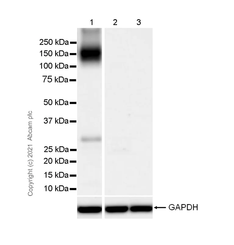 Western blot - Anti-KCC2 antibody [EPR24203-85] - BSA and Azide free (AB283588)
