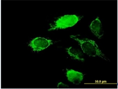 Immunocytochemistry/ Immunofluorescence - Anti-KChIP2 antibody (AB88542)