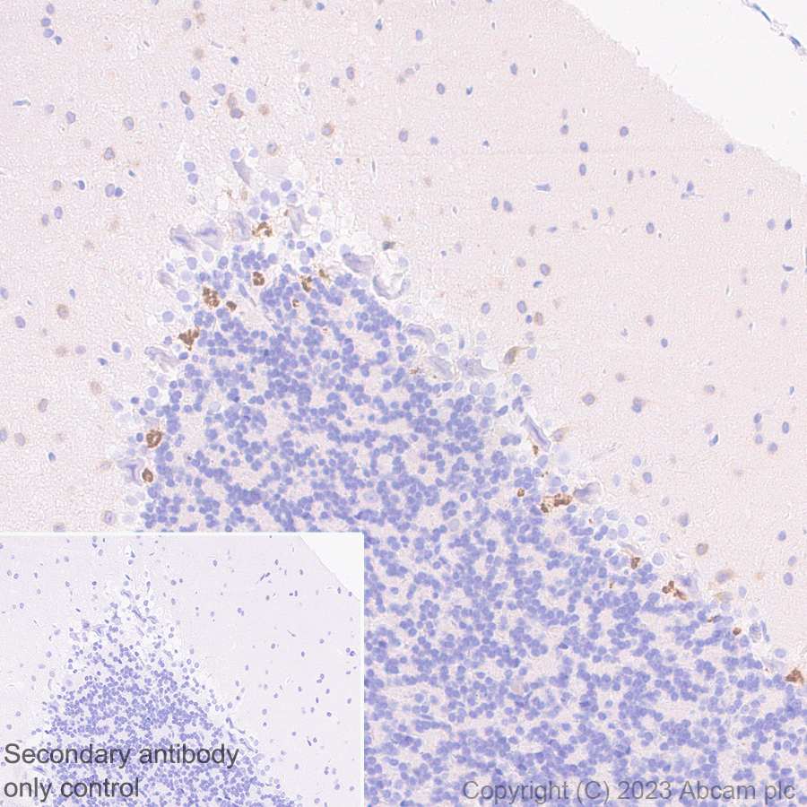 Immunohistochemistry (Formalin/PFA-fixed paraffin-embedded sections) - Anti-KCNA antibody [EPR26383-85] (ab313624), expandable thumbnail