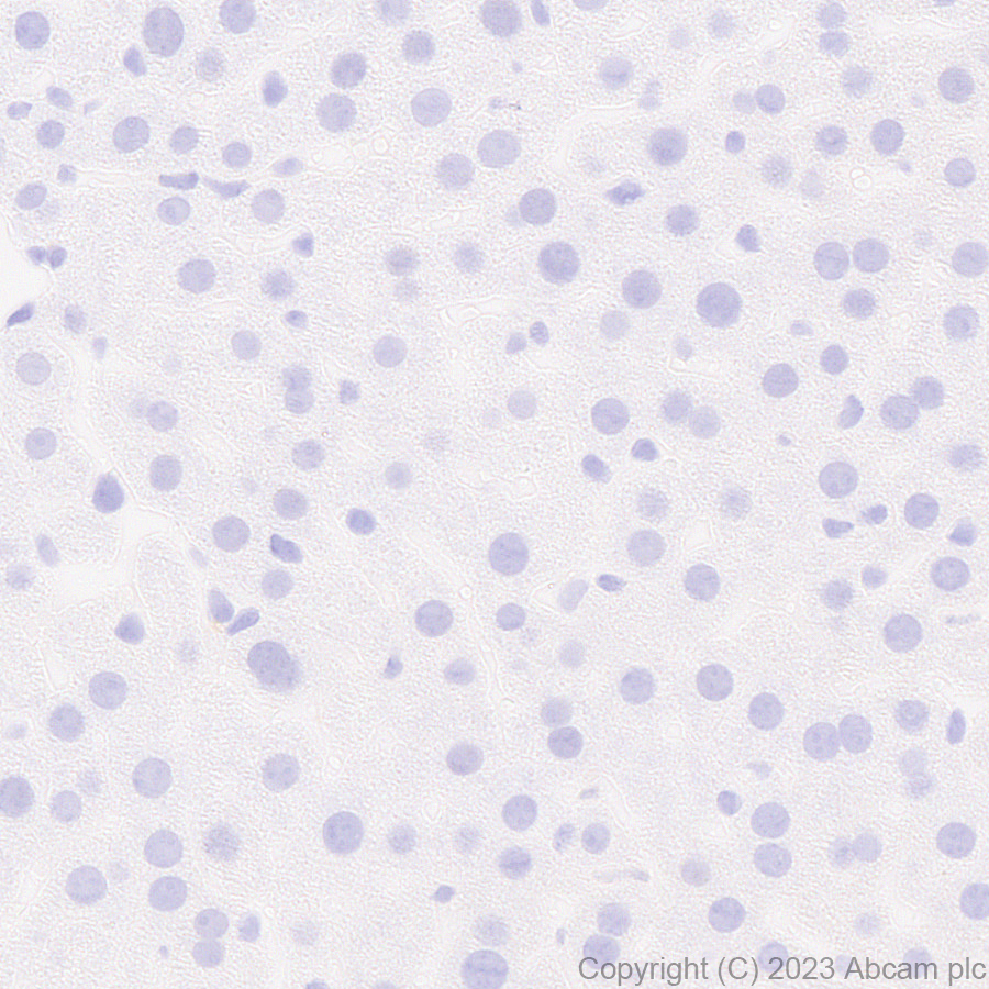 Immunohistochemistry (Formalin/PFA-fixed paraffin-embedded sections) - Anti-KCNA antibody [EPR26383-85] (ab313624), expandable thumbnail