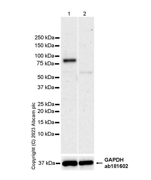 Western blot - Anti-KCNA antibody [EPR26383-85] (ab313624), expandable thumbnail