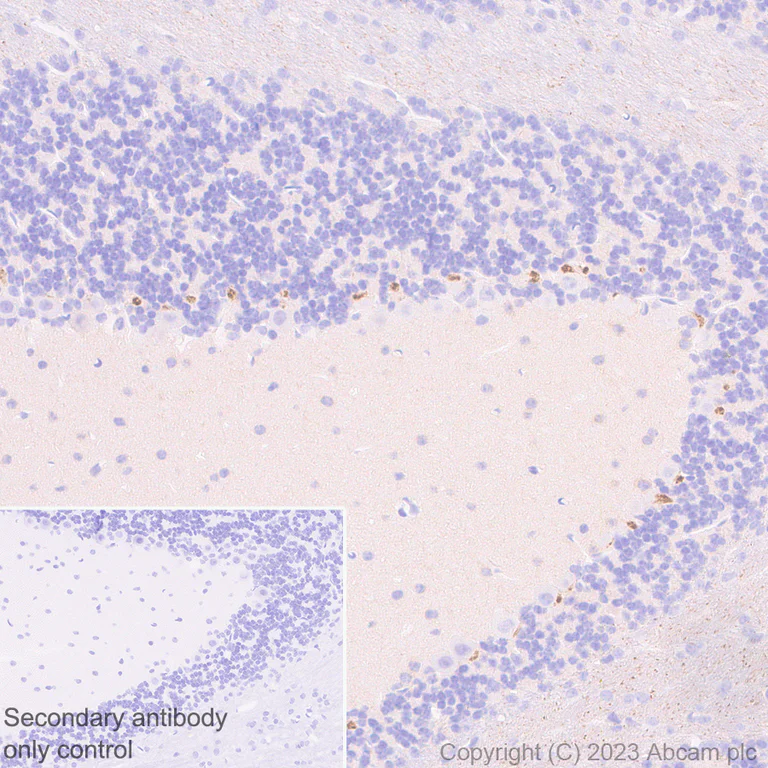 Immunohistochemistry (Formalin/PFA-fixed paraffin-embedded sections) - Anti-KCNA antibody [EPR26383-85] - BSA and Azide free (AB313625)