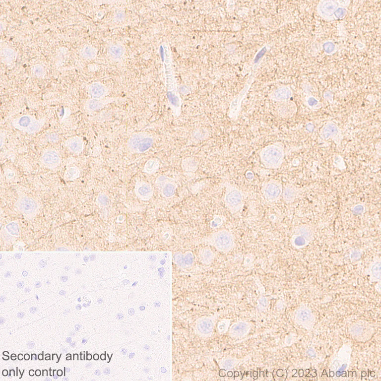 Immunohistochemistry (Formalin/PFA-fixed paraffin-embedded sections) - Anti-KCNA antibody [EPR26383-85] - BSA and Azide free (AB313625)