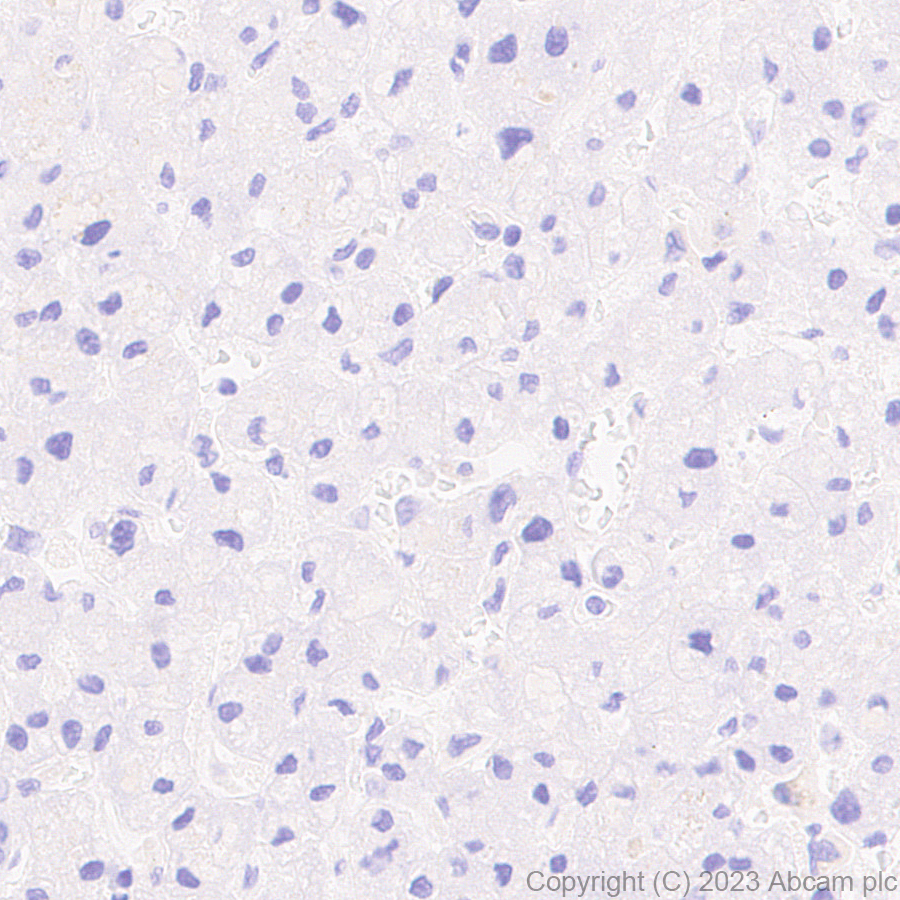 Immunohistochemistry (Formalin/PFA-fixed paraffin-embedded sections) - Anti-KCNA antibody [EPR26383-85] - BSA and Azide free (ab313625), expandable thumbnail