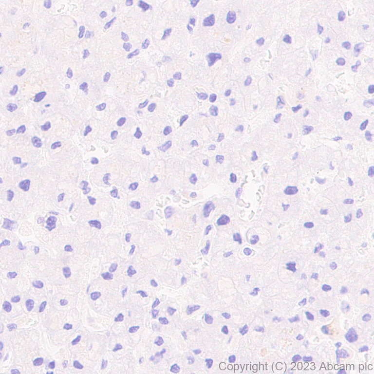 Immunohistochemistry (Formalin/PFA-fixed paraffin-embedded sections) - Anti-KCNA antibody [EPR26383-85] - BSA and Azide free (AB313625)